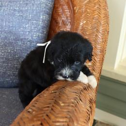 Boy 2 - male Portuguese Water Dog puppy in Hamptonville, North Carolina from Alabama Havanese Kennel Tidewater Kennel