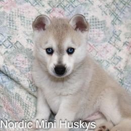 Thalias grey adn white blue eyed boy - Gray and white male Alaskan Klee Kai puppy in Klamath Falls, Oregon from Nordic Mini Huskys