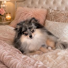 Zaxby - Pomeranian