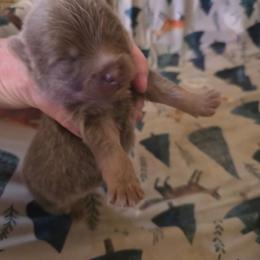 Dorito - Lavender male Pomeranian puppy in Tyner, Kentucky from Tanner's Majestix Kennels