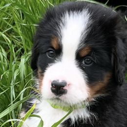 Bernese Mountain Dogs from Beautifully Bernese