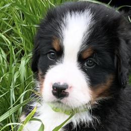 Bernese Mountain Dogs from Beautifully Bernese