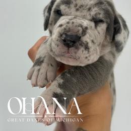 Nina - Merle female Great Dane puppy in Michigan from Ohana Great Danes of Michigan