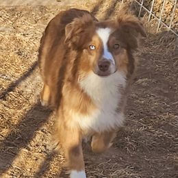 Encore - Miniature Australian Shepherd