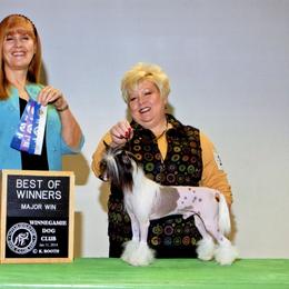 Chinese Crested and Mi-Ki Puppies from Elegant Tiny Paws