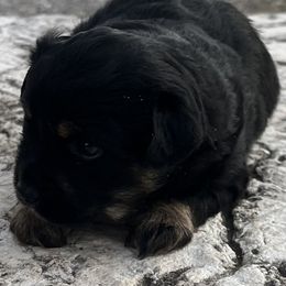 Una - Black tri female Miniature Australian Shepherd puppy in Godley, Texas from Nana and Paws Aussies