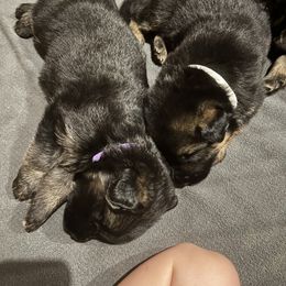 German Shepherd Puppies from McGarry German Shepherds