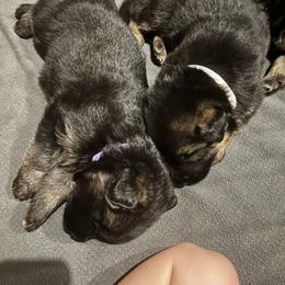 German Shepherd Puppies from McGarry German Shepherds