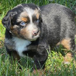 Striker - Blue merle male Miniature Australian Shepherd puppy in Spirit Lake, Idaho from Gemstone Ridge Mini Aussies