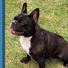 Smudge - French Bulldog