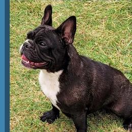 Smudge - French Bulldog