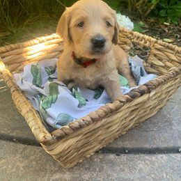 Goldendoodle Puppies from Doodle Devotion