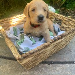 Goldendoodle Puppies from Doodle Devotion