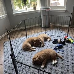 Nova Scotia Duck Tolling Retriever All Grown Up from Shireway Tollers