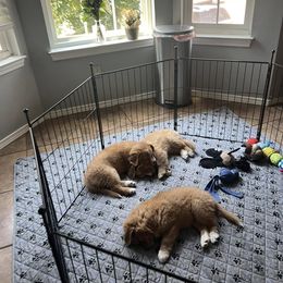 Nova Scotia Duck Tolling Retriever All Grown Up from Shireway Tollers