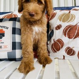 Goldendoodle Puppies from Thompson Creek Doodles