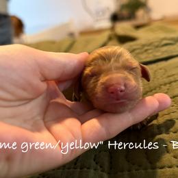 Hercules - Dark golden male Golden Retriever puppy in Weston, Missouri from Love is Golden