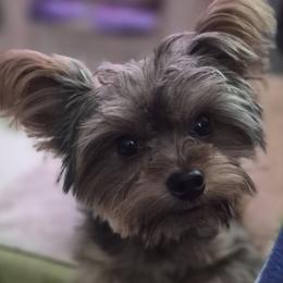 Teddy - Yorkshire Terrier
