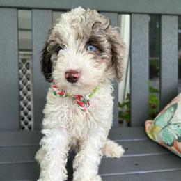 Crinkle - Parti male Goldendoodle puppy in Camden, North Carolina from Oopsie Doodles of NC