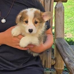 Yellow Collar Male - Red male Pembroke Welsh Corgi puppy in Tenino, Washington from LoneStar Corgis NW