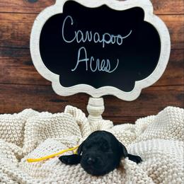 Janice - Black female Cockapoo puppy in Lancaster, Missouri from Cavapoo Acres