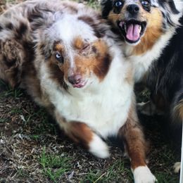 Aussiedoodle, Miniature Australian Shepherd, and Toy Australian Shepherd All Grown Up from Lindsey’s Aussies