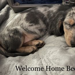 Dachshund Puppies from GretaLo Dachshunds