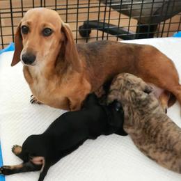 KitKat - Dachshund
