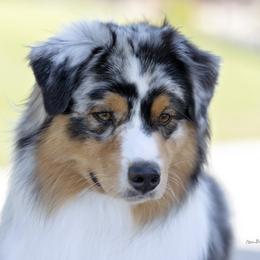 Vince - Australian Shepherd