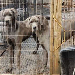 Malice - Great Dane