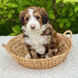 Tanner - Sable male Bernedoodle puppy in Bremen, Indiana from Farmland Doodles