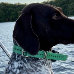 German Shorthaired Pointers from Karlen Kennels