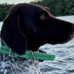 German Shorthaired Pointers from Karlen Kennels