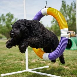 Black Russian Terrier All Grown Up from Starry Night Black Russian Terriers