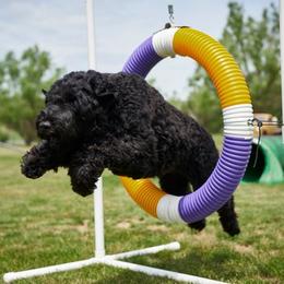 Black Russian Terrier All Grown Up from Starry Night Black Russian Terriers