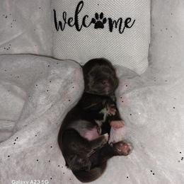 Calpernia - Chocolate female Shih Tzu puppy in Arcadia, Florida from Kitsune Cuddles and kisses