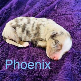 Phoenix - Red merle male Australian Shepherd puppy in Charlotte, North Carolina from Awesome Aussies