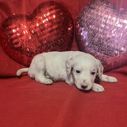 Nutmeg- Long Coat - White and black female Dalmatian puppy in Claremore, Oklahoma from Lotsofdots Dalmatians