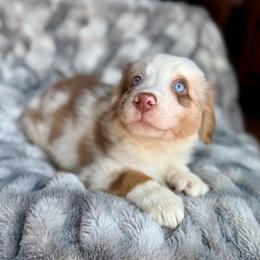 Chili-Full tail and blue eyes likely - Red merle male Australian Shepherd puppy in Penrose, Colorado from Best Friend Aussies