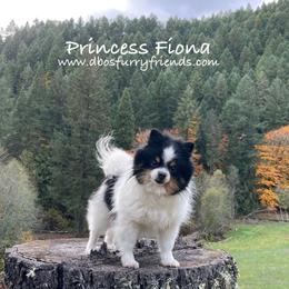 Fiona - Pomeranian