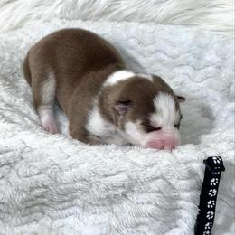 Eddy - Red and white male Siberian Husky puppy in Vail, Iowa from Homegrown Huskies