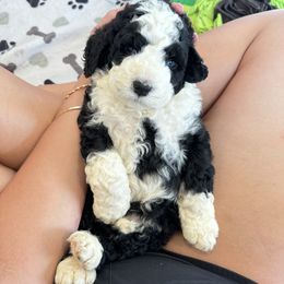 Portuguese Water Dog Puppies from Cornerstones Porties