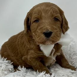 White Male - Apricot male Goldendoodle puppy in Great Falls, Montana from Montana Goldendoodles