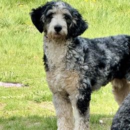 Neo - Bernedoodle