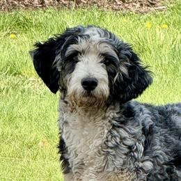 Neo - Bernedoodle