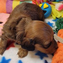 Atlas - Sable male Dachshund puppy in Terlton, Oklahoma from CLARK'S BREEDING PROGRAM