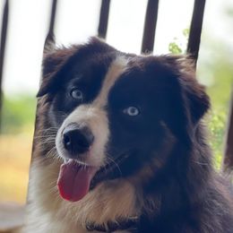 Bonnie - Australian Shepherd