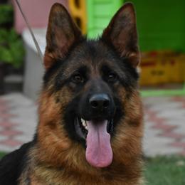 German Shepherd puppies from Von Kunstlerisch
