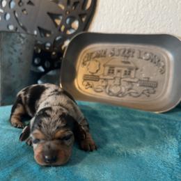Nova - Dapple female Dachshund puppy in Conroe, Texas from Wade’s Teenie Weenies