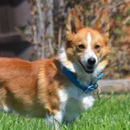 Raylan - Pembroke Welsh Corgi